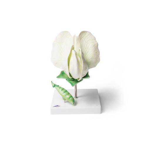Modello Anatomico Maiale 4D - 19 Organi Staccabili, Dimensioni 15.6x8.8 Cm, Materiale Atossico, Per Studio E Didattica