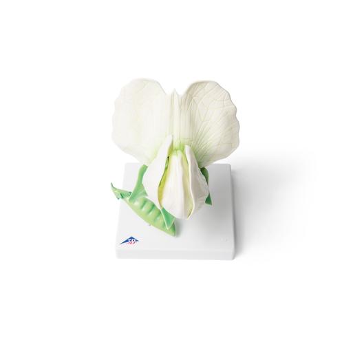 Erbsenbl&uuml;te (Pisum sativum), Modell, 1000535 [T21026], Zweikeimbl&auml;ttrige Pflanzen