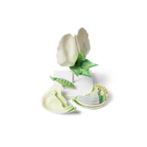 Цветок гороха (Pisum sativum), модель, 1000535 [T21026], Двудольные растения