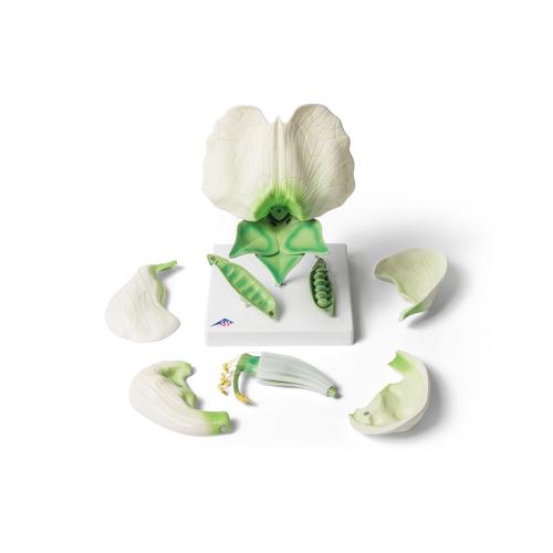 Pea Blossom (Pisum sativum), Model, 1000535 [T21026], Dicotyledonous Plant Models