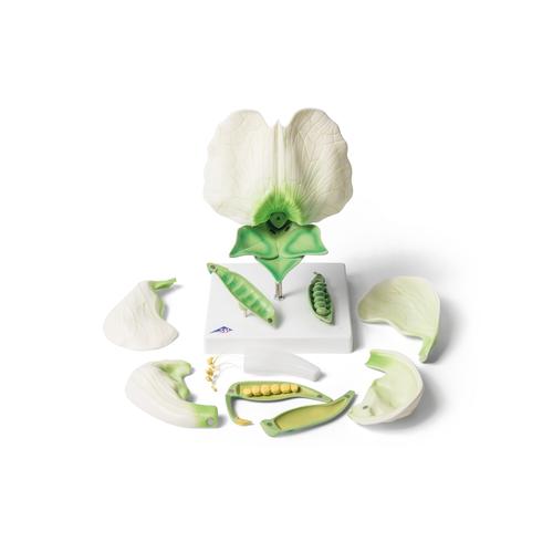 Erbsenbl&uuml;te (Pisum sativum), Modell, 1000535 [T21026], Zweikeimbl&auml;ttrige Pflanzen