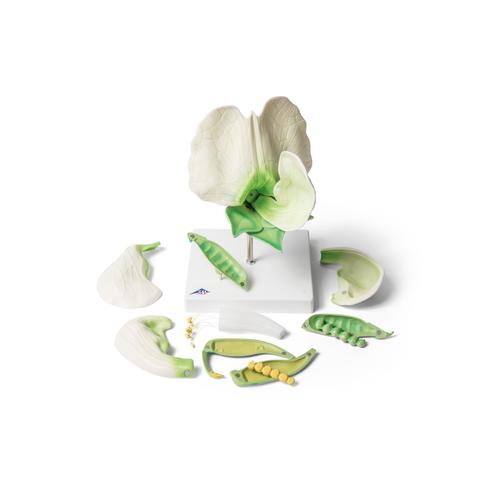 Pea Blossom (Pisum sativum), Model, 1000535 [T21026], Dicotyledonous Plant Models