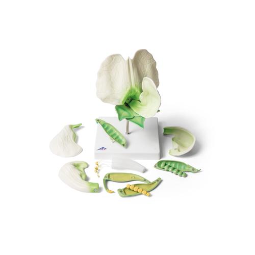 豌豆和豌豆花模型, 1000535 [T21026], 双子叶植物
