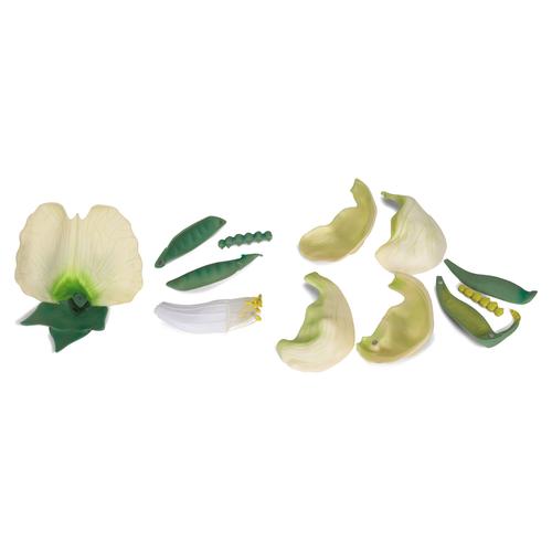 Цветок гороха (Pisum sativum), модель, 1000535 [T21026], Двудольные растения