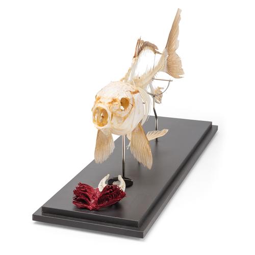 Squelette de carpe (Cyprinus carpio), modèle prêparê, 1020962 [T300011], Ichtyologie (poissonnier)