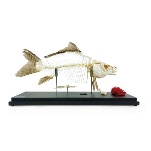 Karpfenskelett (Cyprinus carpio), Pr&auml;parat, 1025473 [T300012], Tiermodelle