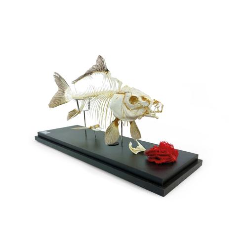 Karpfenskelett (Cyprinus carpio), Pr&auml;parat, 1025473 [T300012], Tiermodelle