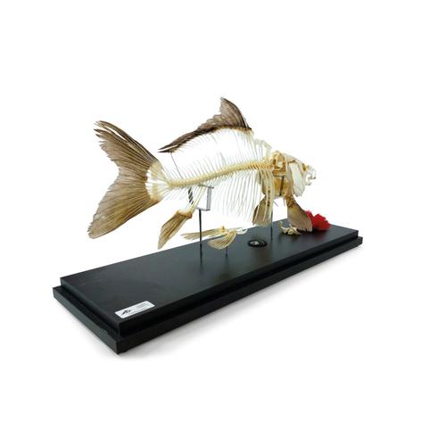 Karpfenskelett (Cyprinus carpio), Pr&auml;parat, 1025473 [T300012], Tiermodelle