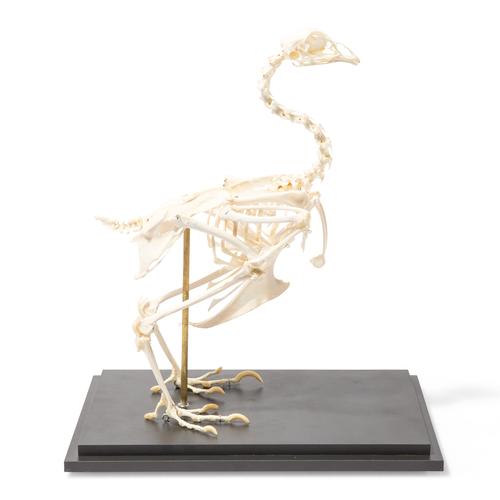 Esqueleto de gallina (Gallus gallus domesticus), preparado, 1020966 [T300021], Ornitología (aves)