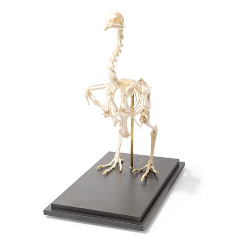 Esqueleto de gallina (Gallus gallus domesticus), preparado, 1020966 [T300021], Ornitología (aves)