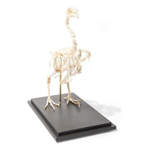 Esqueleto de galinha (Gallus gallus domesticus), preparado, 1020966 [T300021], Ornitologia (pássaros)