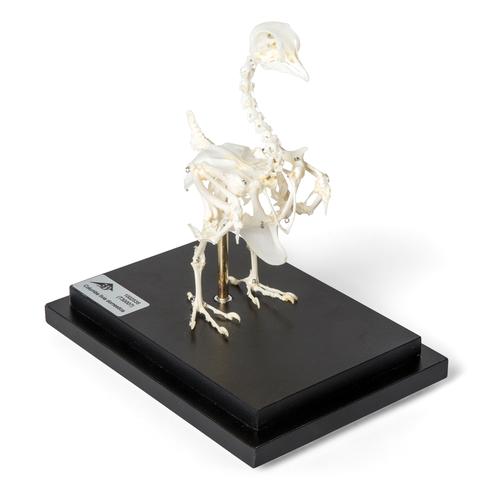 Скелет домашнего голубя (Columba livia domestica), препарат, 1020982 [T300071], Скелеты птиц