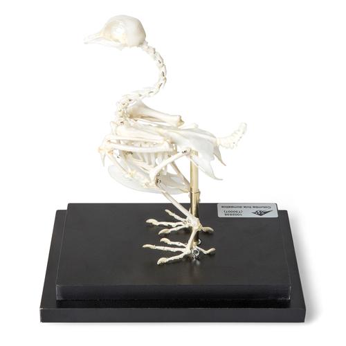 Esqueleto de paloma (Columba livia domestica), preparado, 1020982 [T300071], Pájaros