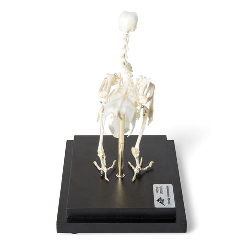 Esqueleto de paloma (Columba livia domestica), preparado, 1020982 [T300071], Pájaros