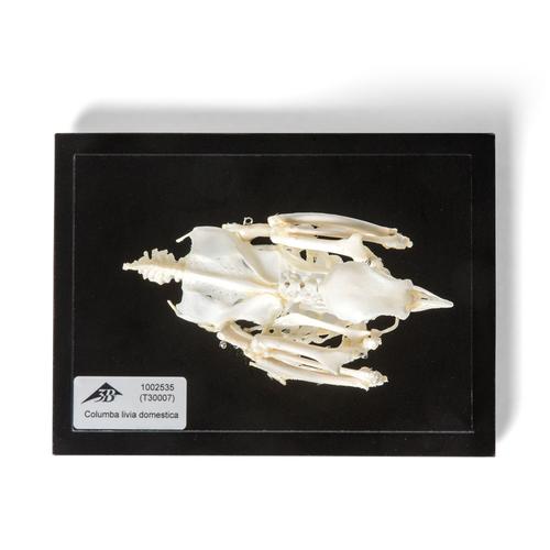 Esqueleto de paloma (Columba livia domestica), preparado, 1020982 [T300071], Ornitología (aves)