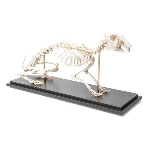 Esqueleto de conejo (Oryctolagus cuniculus var. Domestica), preparado, 1020985 [T300081], Modelos animales