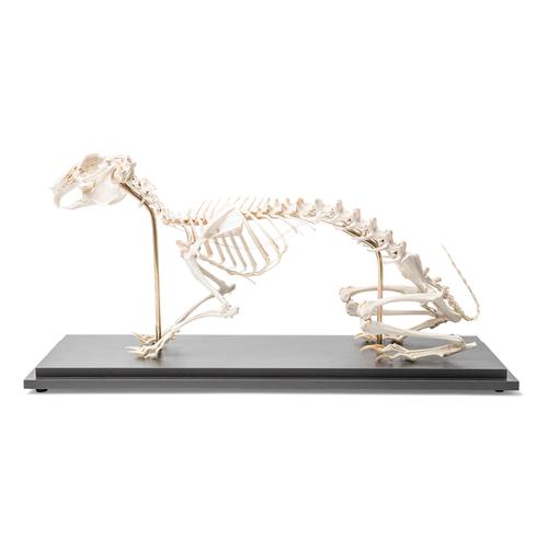 Esqueleto de conejo (Oryctolagus cuniculus var. Domestica), preparado, 1020985 [T300081], Modelos animales