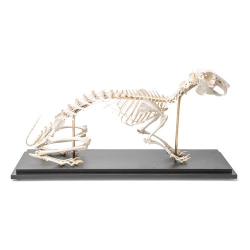 Esqueleto de conejo (Oryctolagus cuniculus var. Domestica), preparado, 1020985 [T300081], Modelos animales