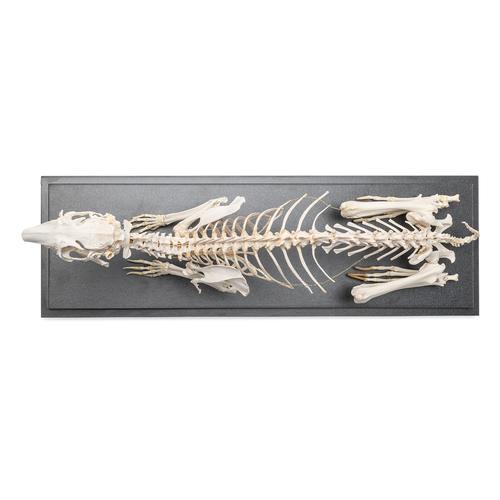 Скелет кролика (Oryctolagus cuniculus var. domestica), препарат, 1020985 [T300081], Скелеты домашних животных
