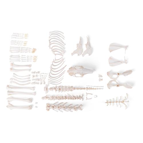 Rabbit skeleton (Oryctolagus cuniculus var. Domestica), disarticulated, 1020986 [T30008U], Rodents (Rodentia)
