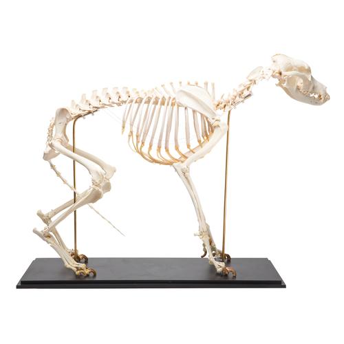 Esqueleto de perro (Canis lupus familiaris), tamaño L, preparado, 1020989 [T300091L], Mascotas