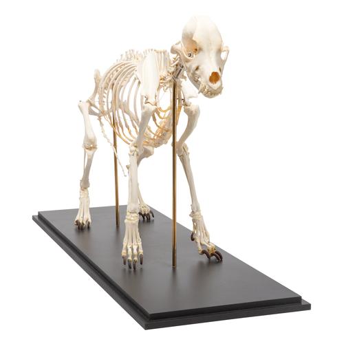 Скелет собаки (Canis lupus familiaris), размер L, препарат, 1020989 [T300091L], Скелеты домашних животных