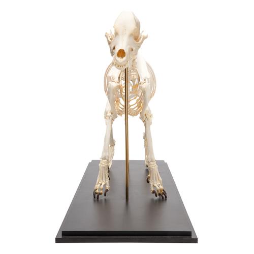 Esqueleto de perro (Canis lupus familiaris), tamaño L, preparado, 1020989 [T300091L], Mascotas