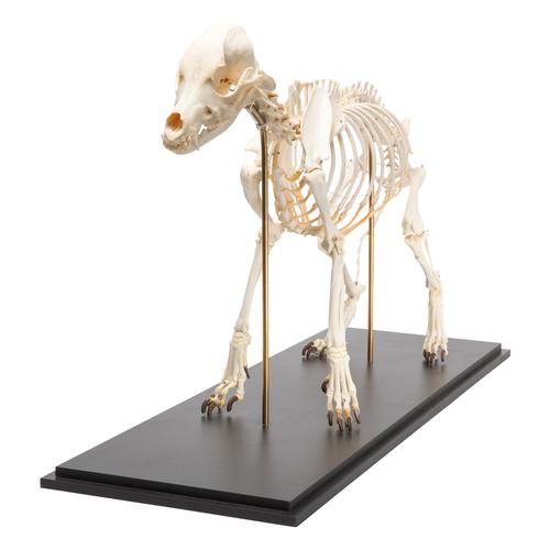 Dog skeleton, L, rigidly mounted, 1020989 [T300091L], Etçil Hayvanlar (Carnivora)
