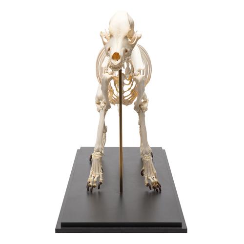 Dog Skeleton (Canis lupus familiaris), Size L, Specimen, 1020989 [T300091L], 포식동물