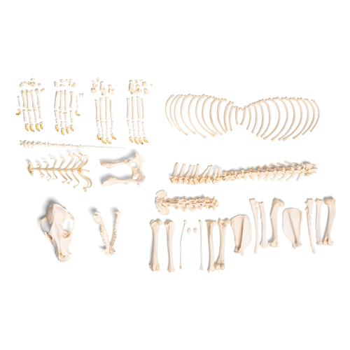 Esqueleto de cachorro (Canis lupus familiaris), tamanho L, desarticulado, 1020993 [T300091LU], Carnívoros (Carnivora)