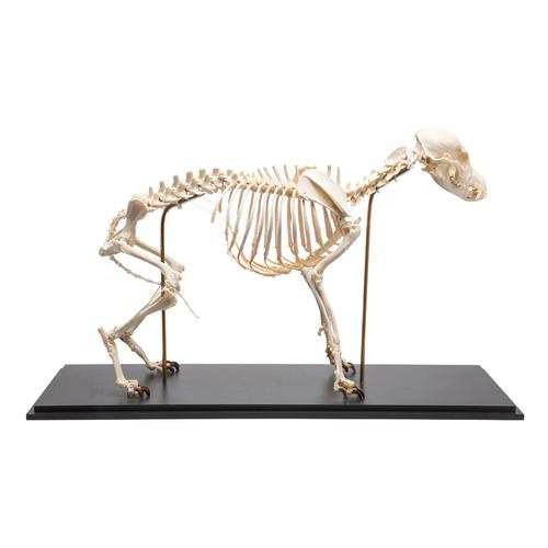 Скелет собаки (Canis lupus familiaris), размер M, препарат, 1020988 [T300091M], Хищники (Carnivora)