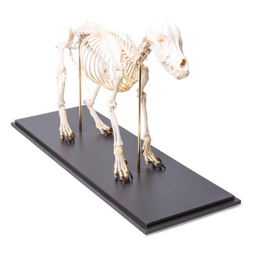 Esqueleto de perro (Canis lupus familiaris), tamaño M, preparado, 1020988 [T300091M], Depredadores (Carnivora)