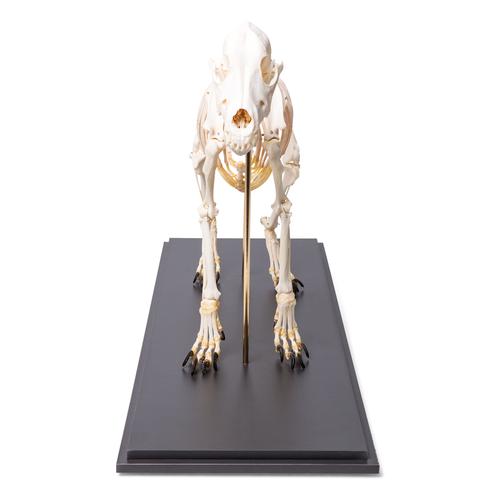 Squelette de chien  (Canis lupus familiaris), taille M, modèle prêparê, 1020988 [T300091M], Carnassiers (Carnivora)