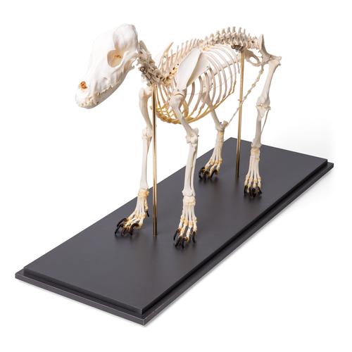Esqueleto de perro (Canis lupus familiaris), tamaño M, preparado, 1020988 [T300091M], Mascotas