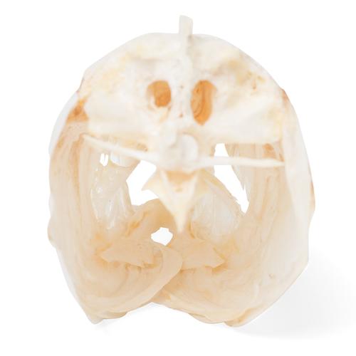 Carp Skull, 1020963 [T30010], Balık