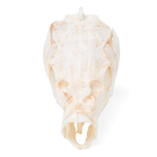 Carp Skull, 1020963 [T30010], Balık