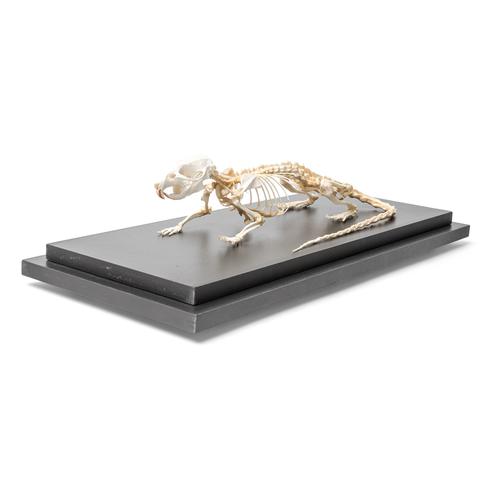 Rat Skeleton (Rattus rattus), Specimen, 1021036 [T300111], 설치류