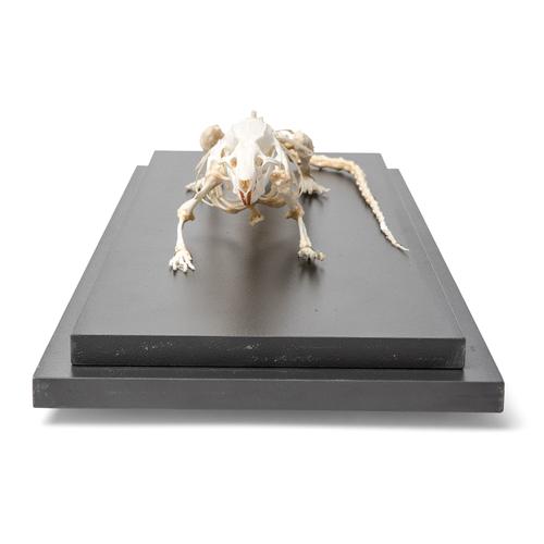 Esqueleto de rata (Rattus rattus), preparado, 1021036 [T300111], Animales pequeños