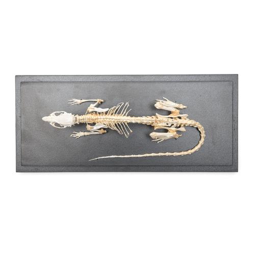 Esqueleto de rata (Rattus rattus), preparado, 1021036 [T300111], Animales pequeños