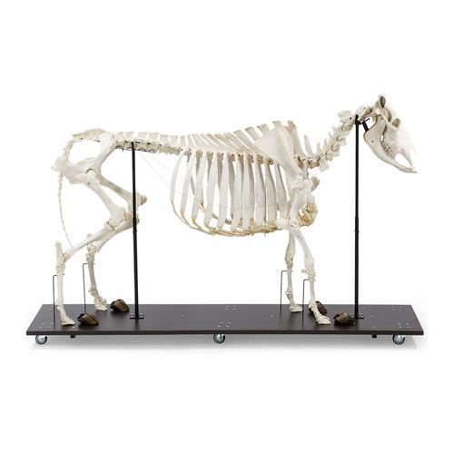Esqueleto de boi (Bos taurus), sem chifres, articulado, 1020973 [T300121w/o], Artiodáctilos (Artiodactyla)