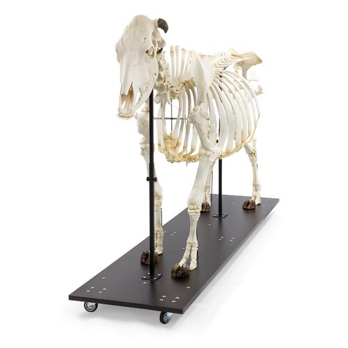 Esqueleto de bovino (Bos taurus), sin cuernos, articulado, 1020973 [T300121w/o], Ganado