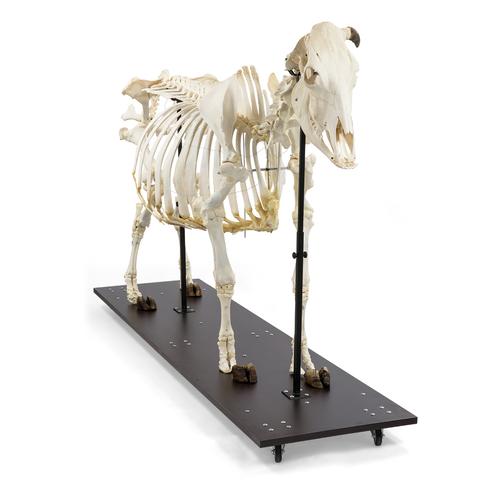 Esqueleto de bovino (Bos taurus), sin cuernos, articulado, 1020973 [T300121w/o], Ganado