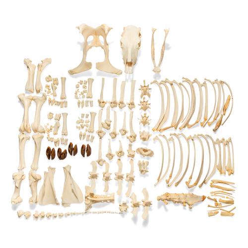 Скелет коровы (Bos taurus), без рогов, разобранный, 1020975 [T300121w/oU], Скелеты сельскохозяйственных животных