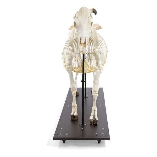 Скелет коровы (Bos taurus), с рогами, в сборе, 1020974 [T300121w], Скелеты сельскохозяйственных животных
