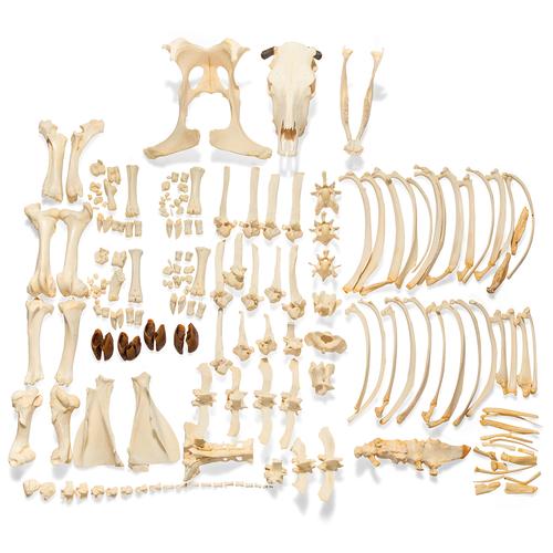 Скелет коровы (Bos taurus), с рогами, разобранный, 1020976 [T300121wU], Кости и скелеты животных