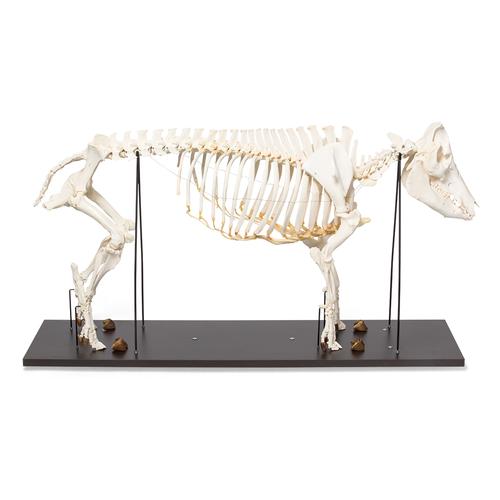 Скелет домашней свиньи (Sus scrofa ­domesticus), женская особь, препарат, 1020996 [T300131f], Скелеты сельскохозяйственных животных