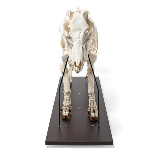 Domestic Pig Skeleton (Sus scrofa domesticus), Female, Specimen, 1020996 [T300131f], Farm Animals