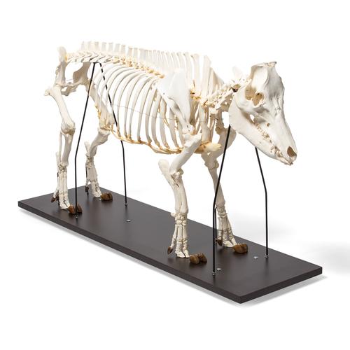 Esqueleto de cerdo domêstico (Sus scrofa domesticus), hembra, preparado, 1020996 [T300131f], Ganado