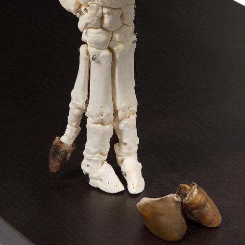 Esqueleto de cerdo domêstico (Sus scrofa domesticus), hembra, preparado, 1020996 [T300131f], Ganado