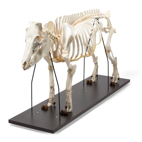 Esqueleto de porco domêstico (Sus scrofa domesticus),  masculino, preparado, 1020998 [T300131m], Artiodáctilos (Artiodactyla)